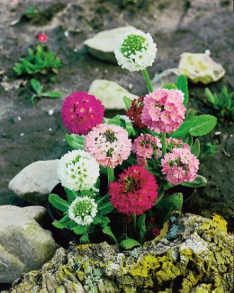 Picture of Primula - Denticulata Hybrids